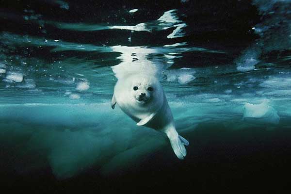 Underwater photography