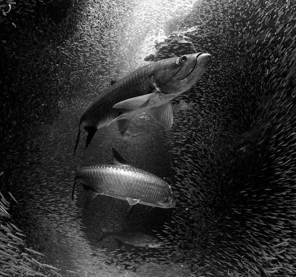 black and white underwater photography