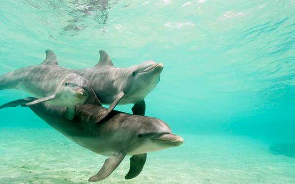 Dolphin photos