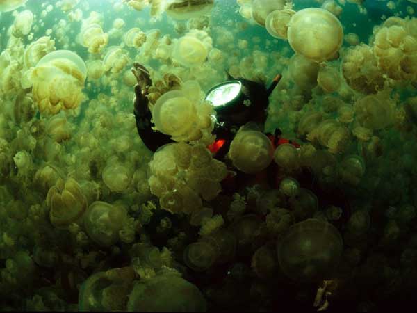 Jellyfish photography