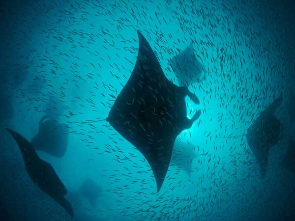 Manta Rays photography