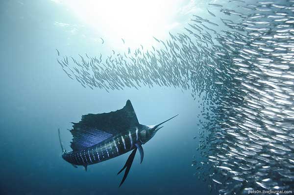 Underwater photography