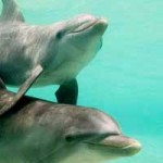 Underwater Photography Tips and Tricks for Effective Shooting