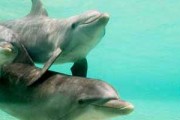 underwater photogrphy