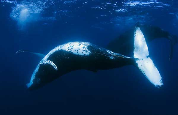 Whale photos