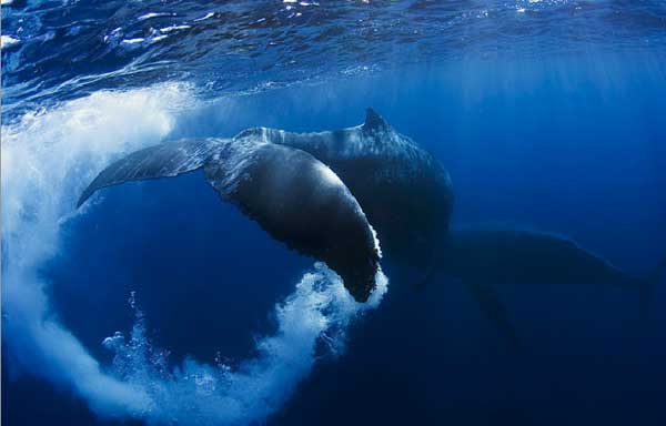 Whale photos