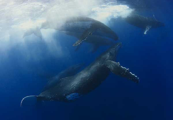 Whale photos