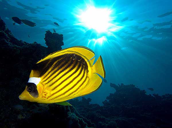 Yellow fish