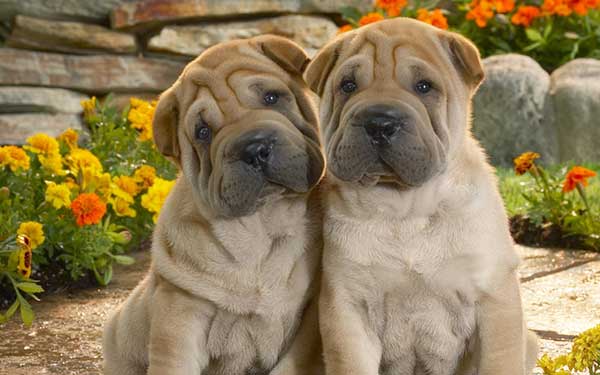  Twin Dogs Wallpapers