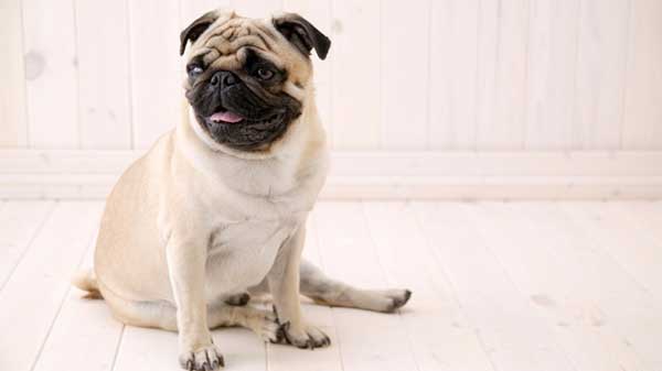 Sitting Pug wallpapers 