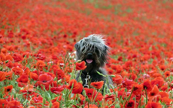 Dog in the meadow of poppies