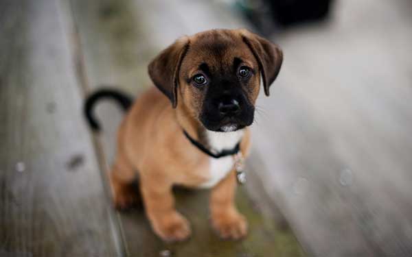 Cute Puppy