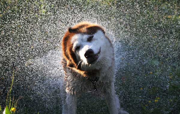 Dog splash wallpaper