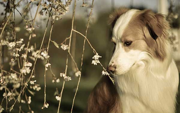 Dog and nature wallpaper