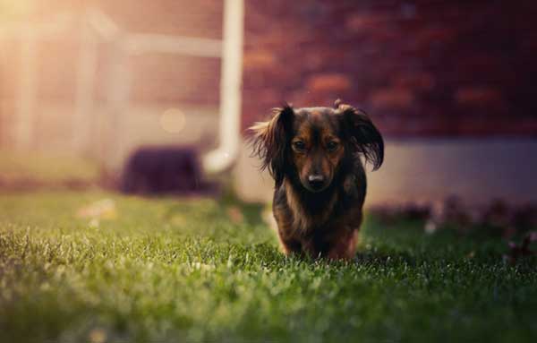 Dog on the grass