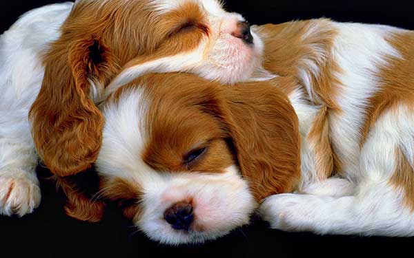 Sleepy puppies wallpaper