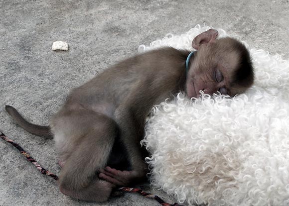 25 Funny Photographs of Sleeping Animals