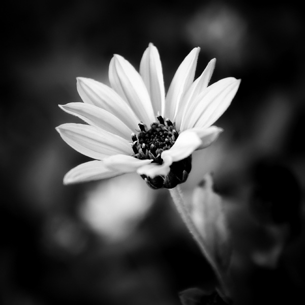 Beautiful Examples of Black and White Pictures