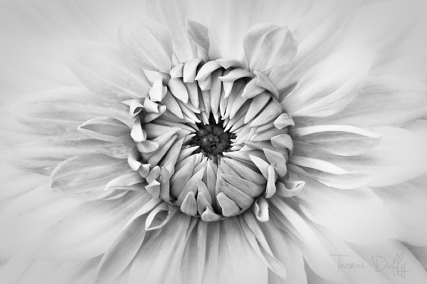 Beautiful Examples of Black and White Pictures