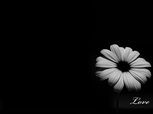 graphicmania.net has collected these 20 Gorgeous Black Wallpapers for renew 