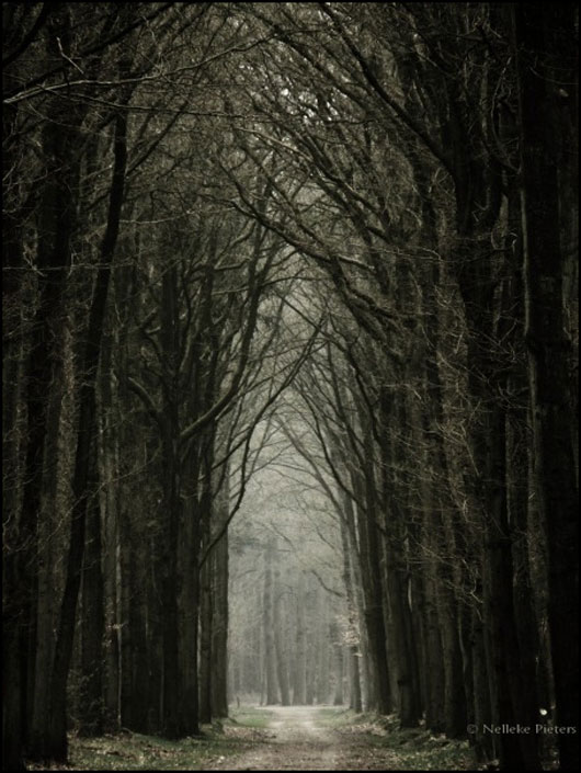Stunning Trees and Nature Photography Inspiration Collection