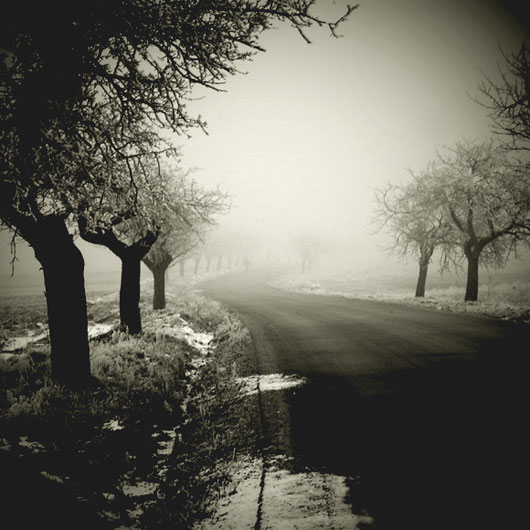 Stunning Trees and Nature Photography Inspiration Collection