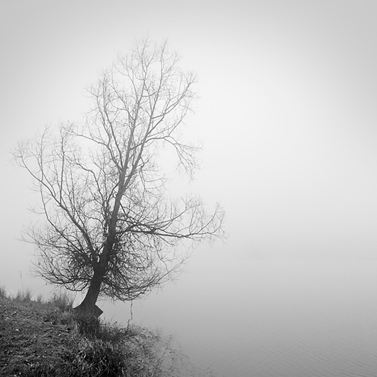 Stunning Trees and Nature Photography Inspiration Collection