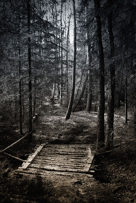Stunning Trees and Nature Photography Inspiration Collection