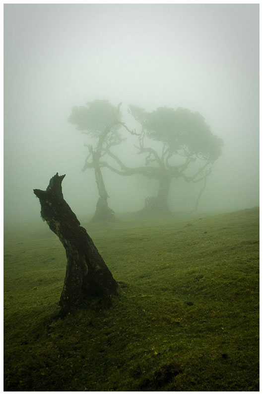 Stunning Trees and Nature Photography Inspiration Collection