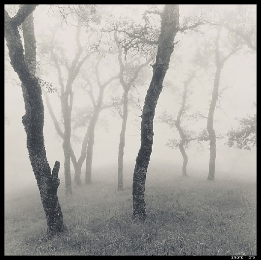 Stunning Trees and Nature Photography Inspiration Collection