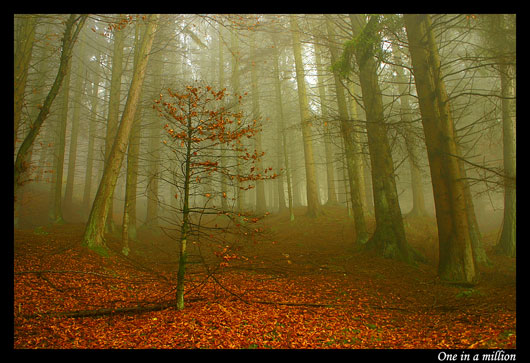 Stunning Trees and Nature Photography Inspiration Collection