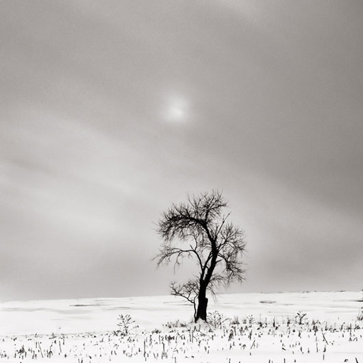 Stunning Trees and Nature Photography Inspiration Collection