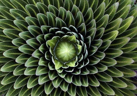 Patterns in Nature..Amazing inspiration