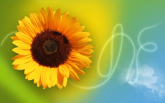 sunflower background wallpaper. sunflower themed wallpaper